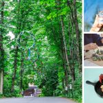 フードボイス記事ニュース